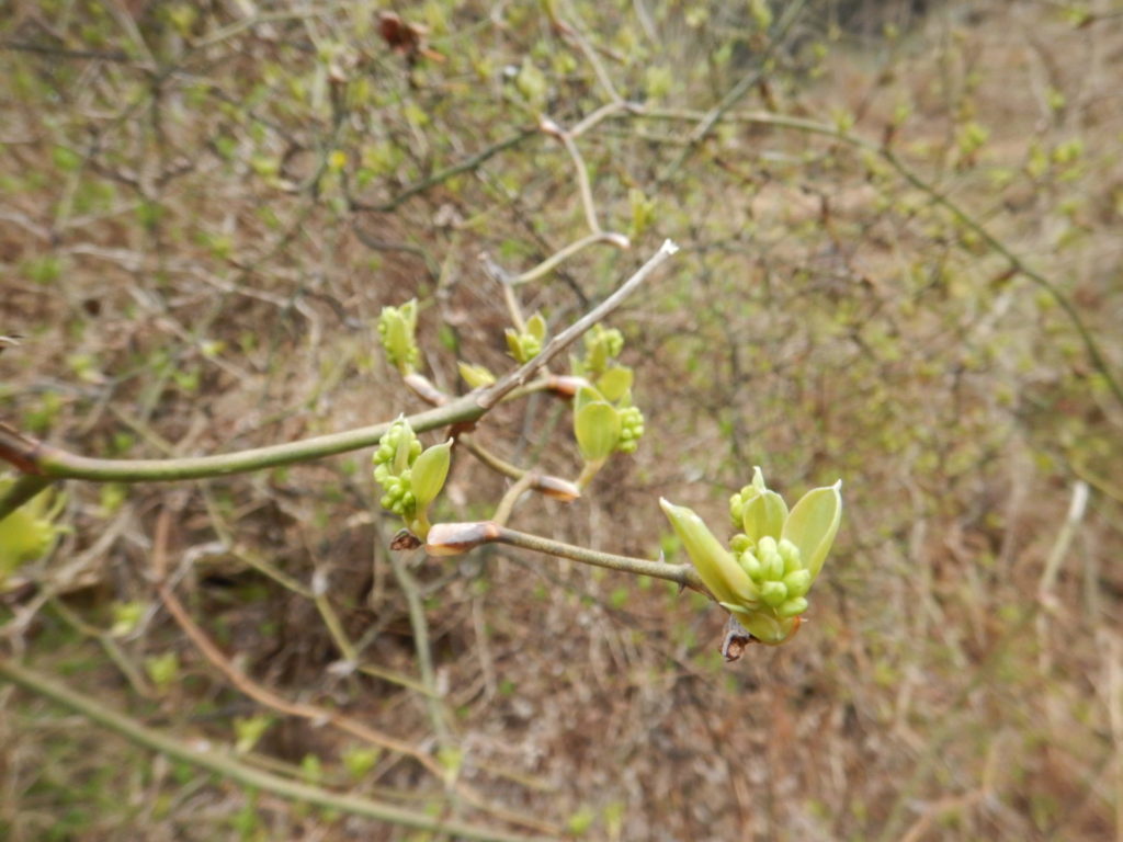 開花前のサルトリイバラ(4月初旬)