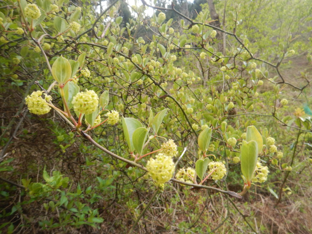 花が咲いたサルトリイバラ(猿捕茨)(4月中旬)