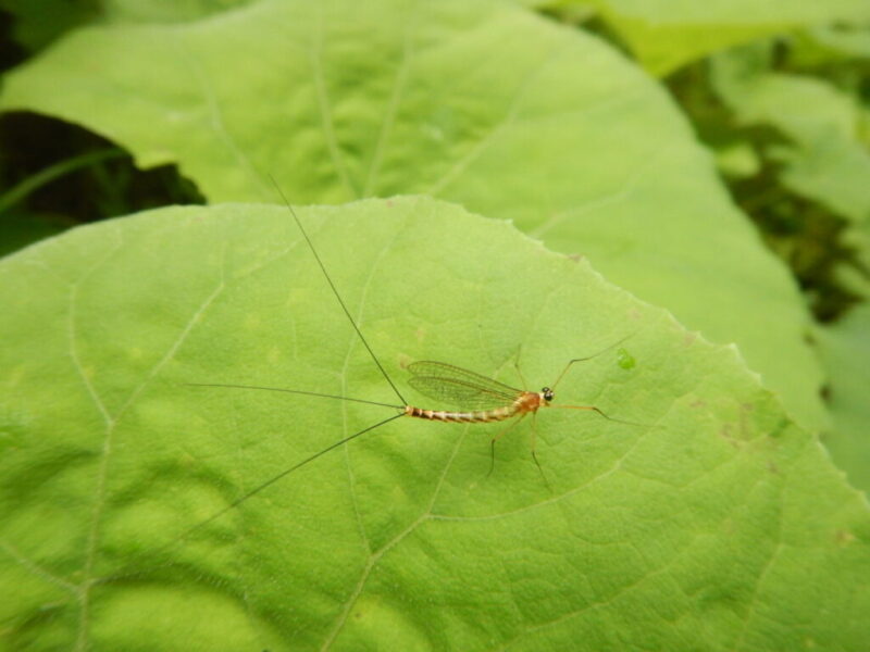 フキの葉にとまったカゲロウ