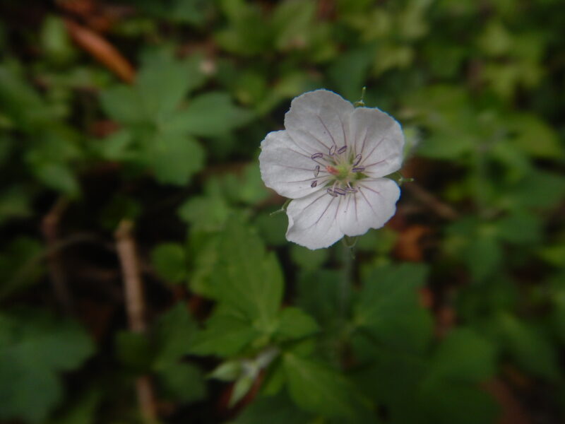 ゲンノショウコは薬草にされ 白やピンクの可愛い花を咲かせます