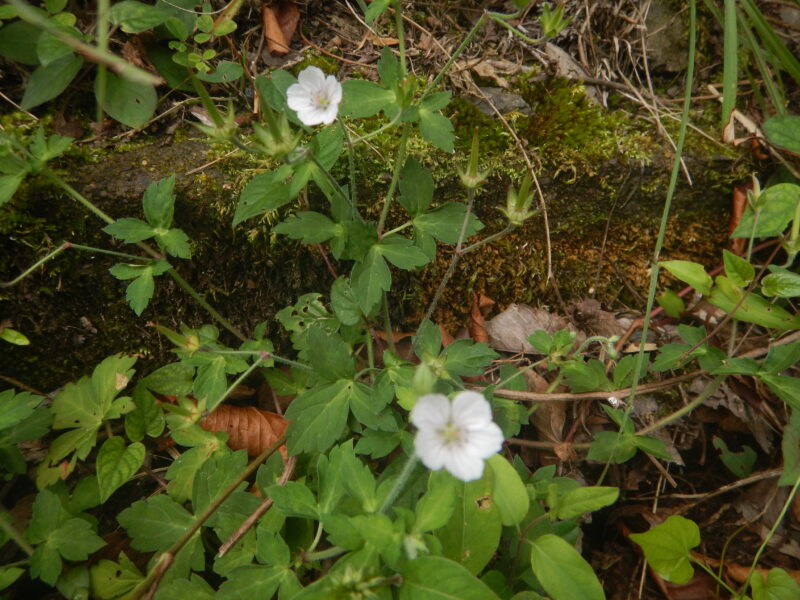 ゲンノショウコは薬草にされ 白やピンクの可愛い花を咲かせます