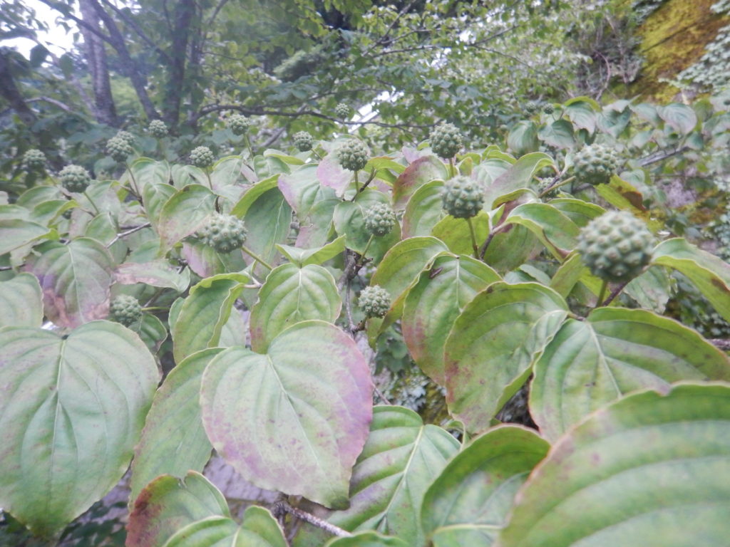 ヤマボウシ(山法師)の実