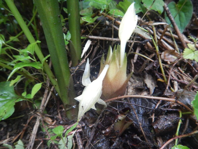 ハナミョウガ 花茗荷 の収穫を始めました 山に出かけてecoライフ