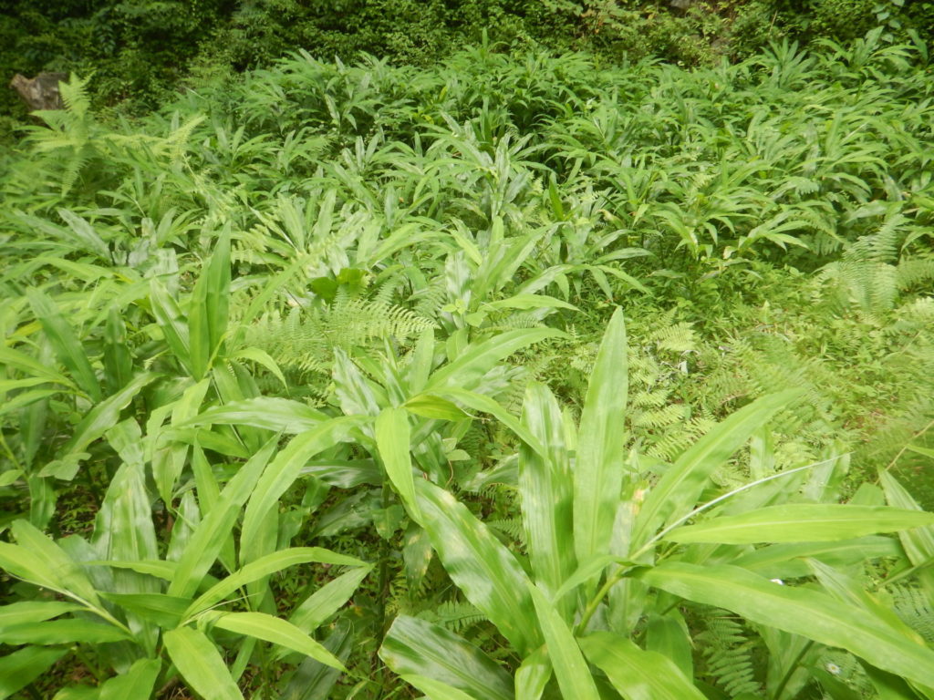 花ミョウガの収穫 山に出かけてecoライフ