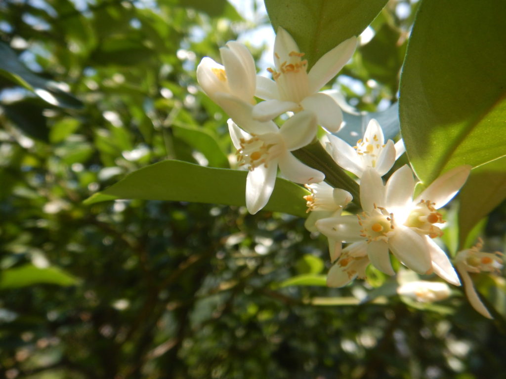 キンカンの花