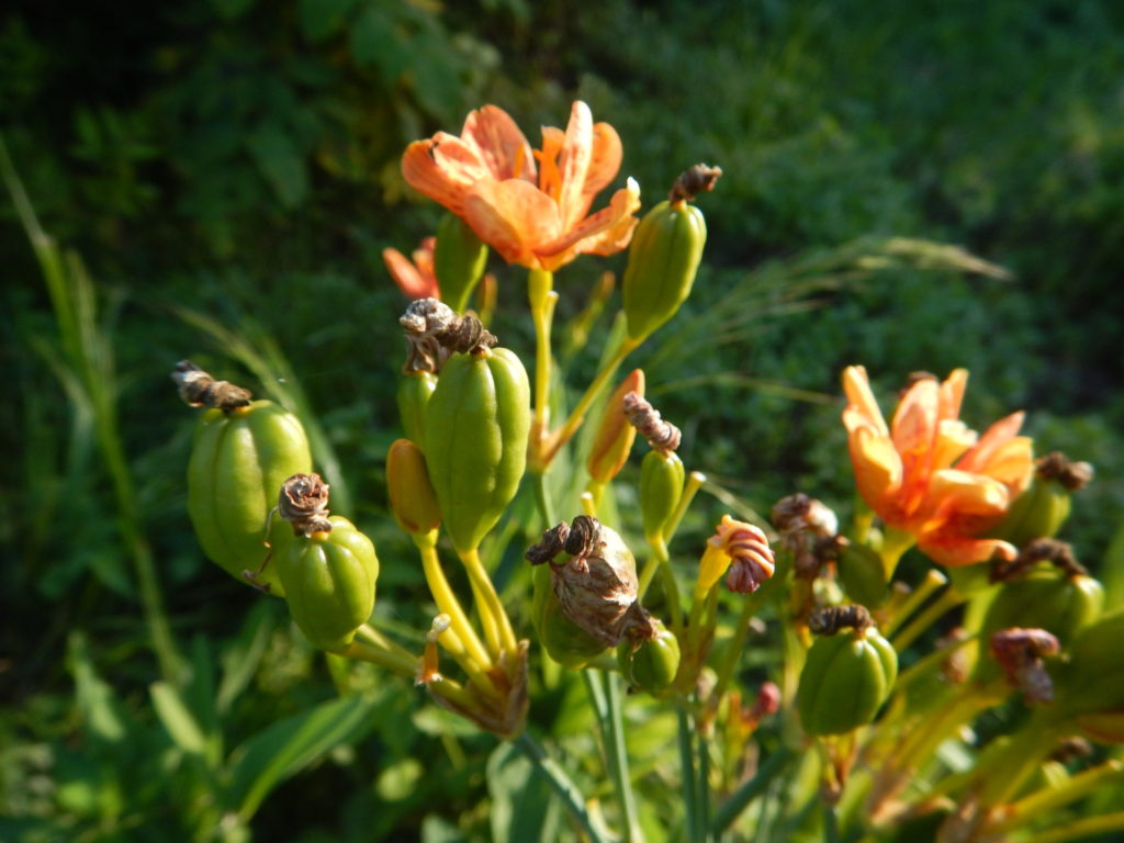 ヒオウギ 檜扇 の花と実 山に出かけてecoライフ