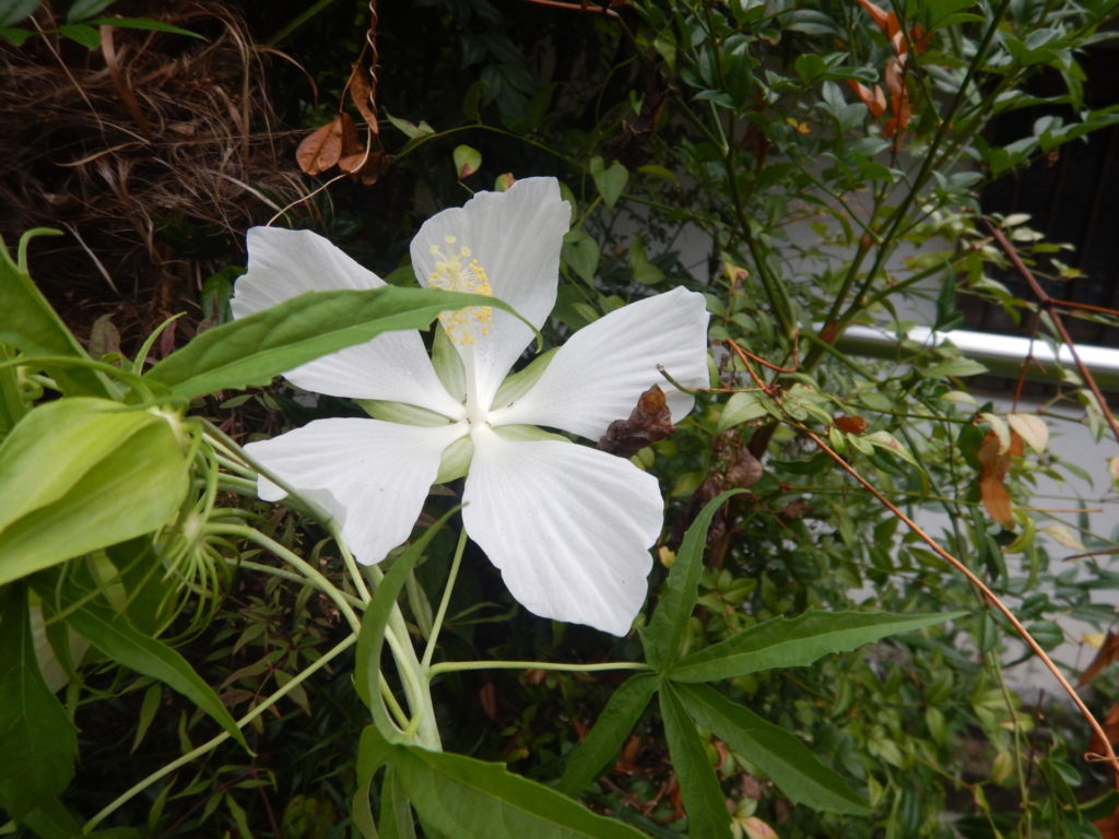 モミジアオイ 紅蜀葵 の花 山に出かけてecoライフ