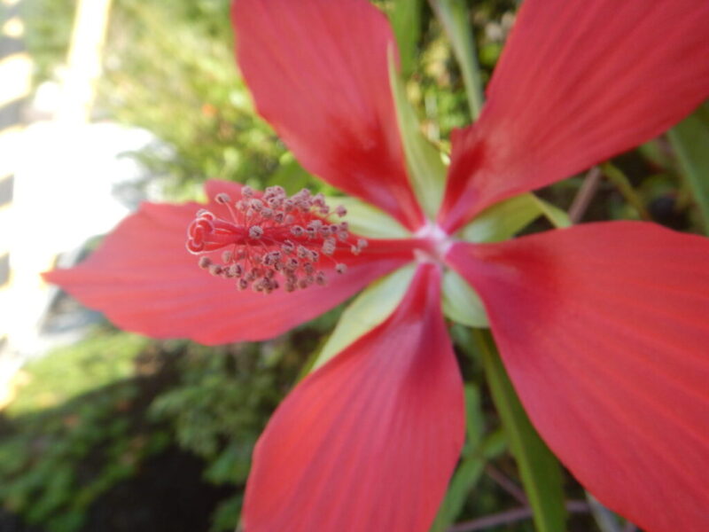 モミジアオイ（紅蜀葵）の花
