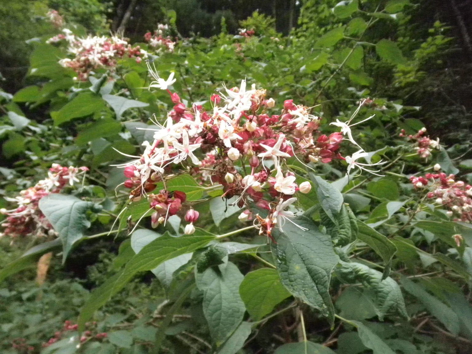 クサギの花はいい香りがします | 山に出かけてecoライフ