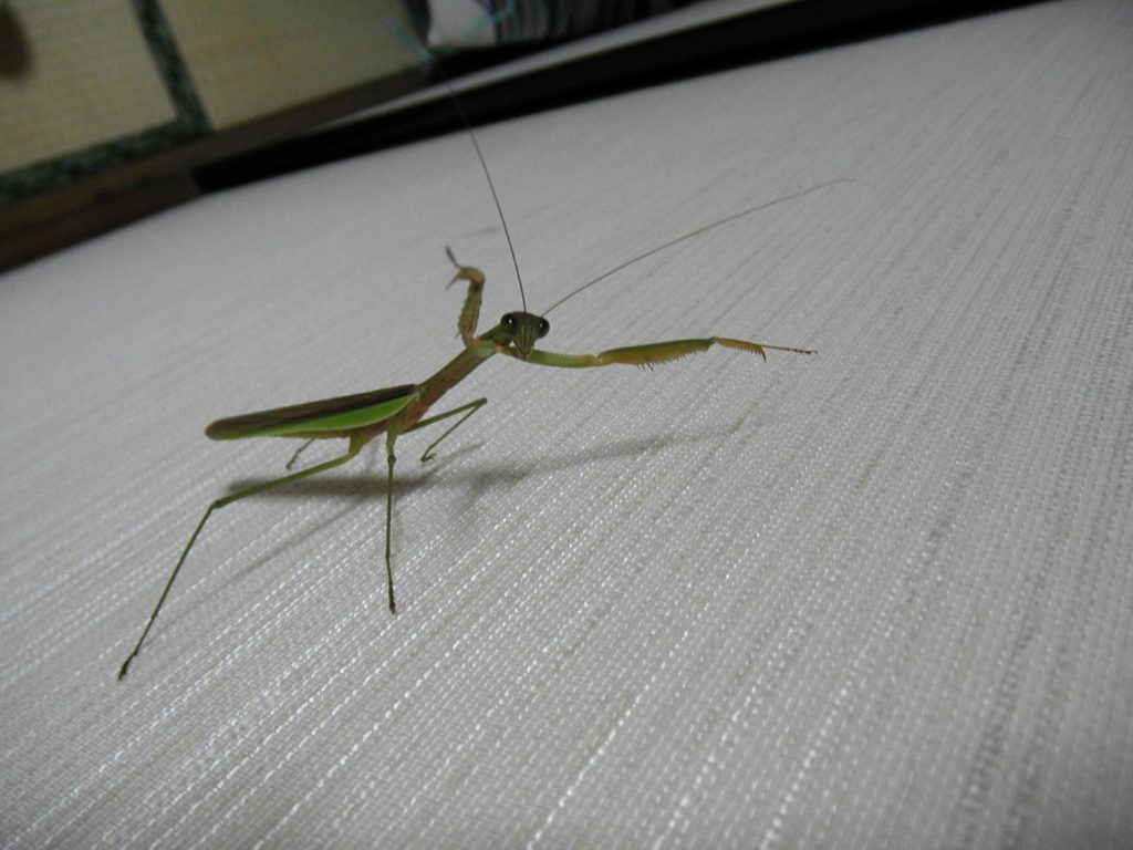手を広げたカマキリ