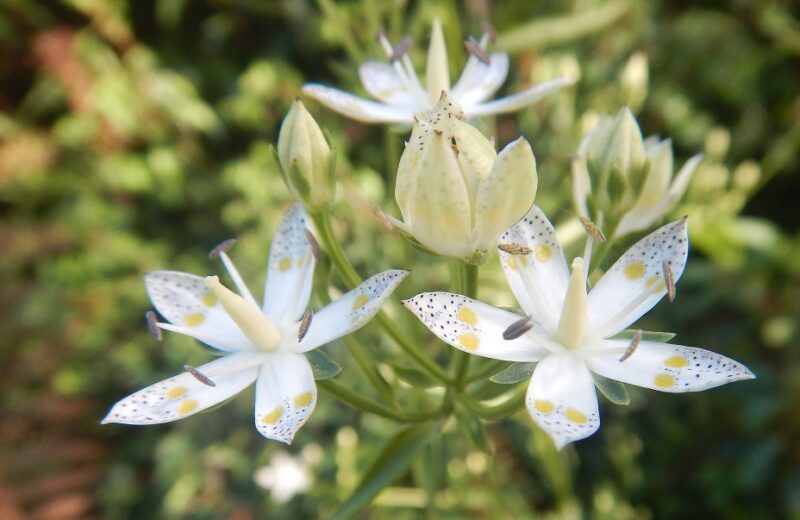アケボノソウの白い花びらには 夜明けの星を連想させる斑点がある アケボノソウの白い花びらには 夜明けの星を連想させる斑点がある