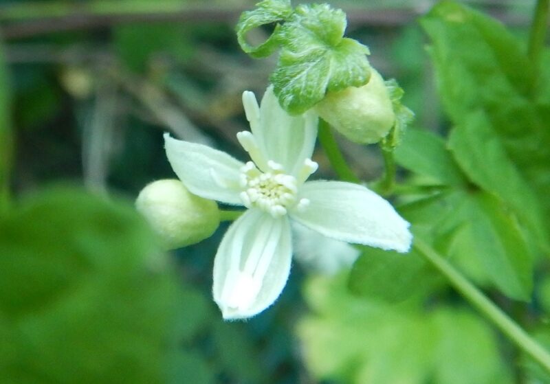 ボタンヅル 牡丹蔓 とセンニンソウ 仙人草 の違い ボタンヅル 牡丹蔓 とセンニンソウ 仙人草 の違い