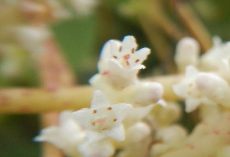 植物に寄生して生きるネナシカズラ 根無葛 の生態や白い花について