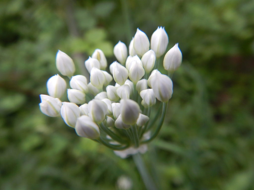 畑で咲くニラ 韮 の花 山に出かけてecoライフ