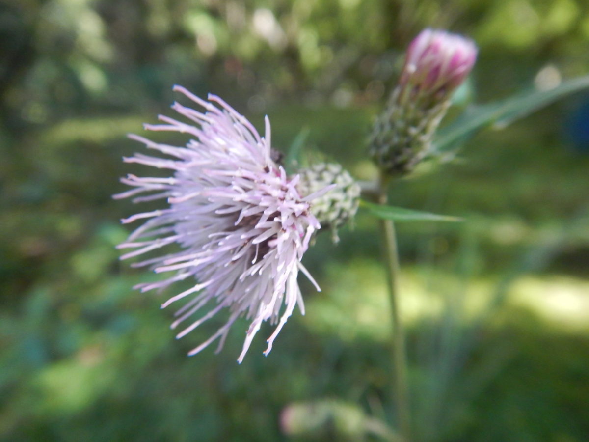 トゲのある植物 アーカイブ 山に出かけてecoライフ