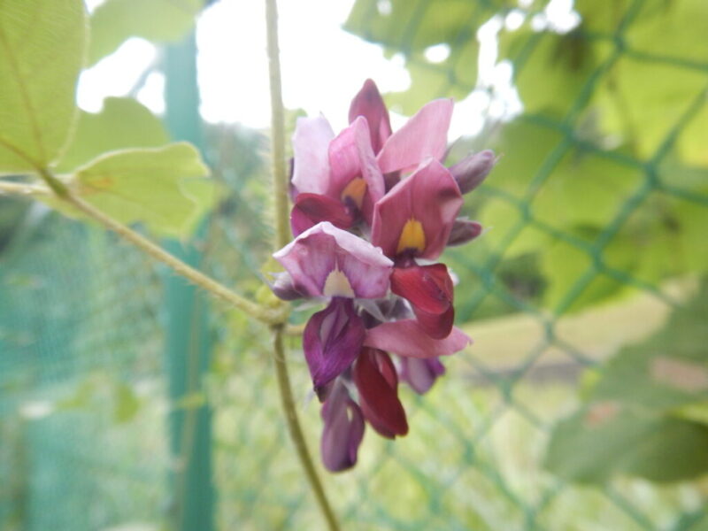 秋の七種 ナナクサ クズ 葛 に花が咲いています