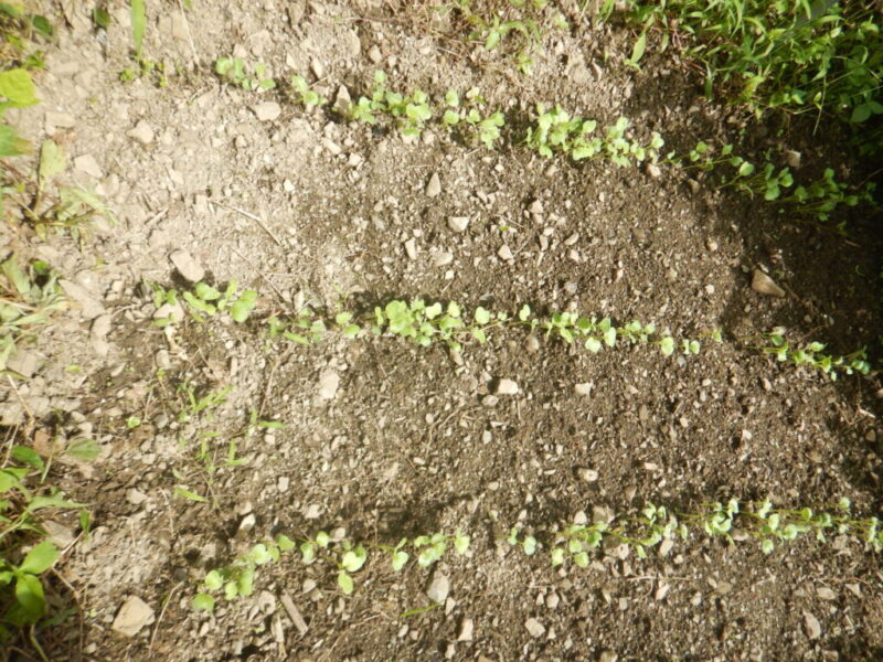 発芽したダイコン(大根)の苗