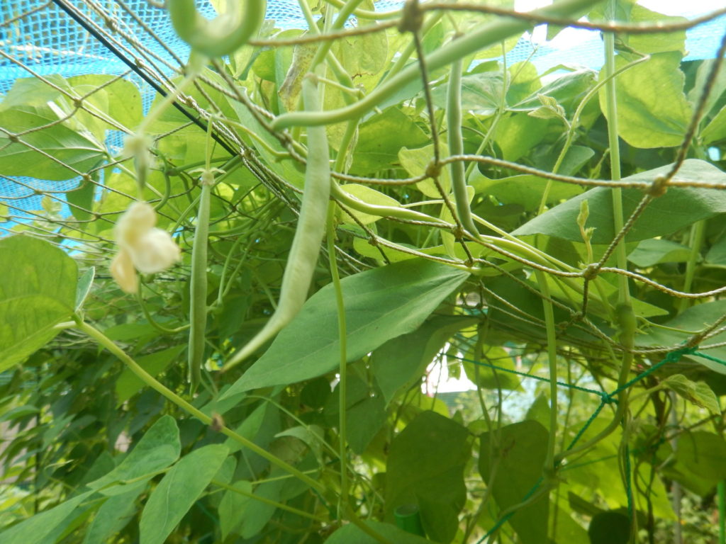 蔓ありインゲンマメ(隠元豆)の実