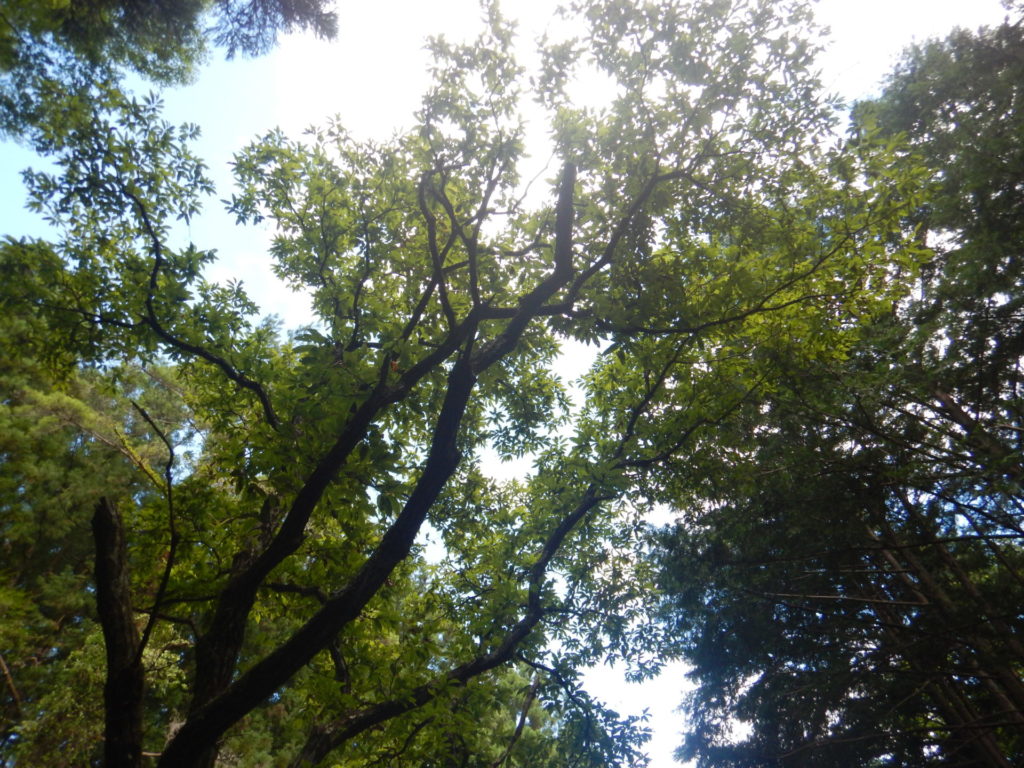 栗の木