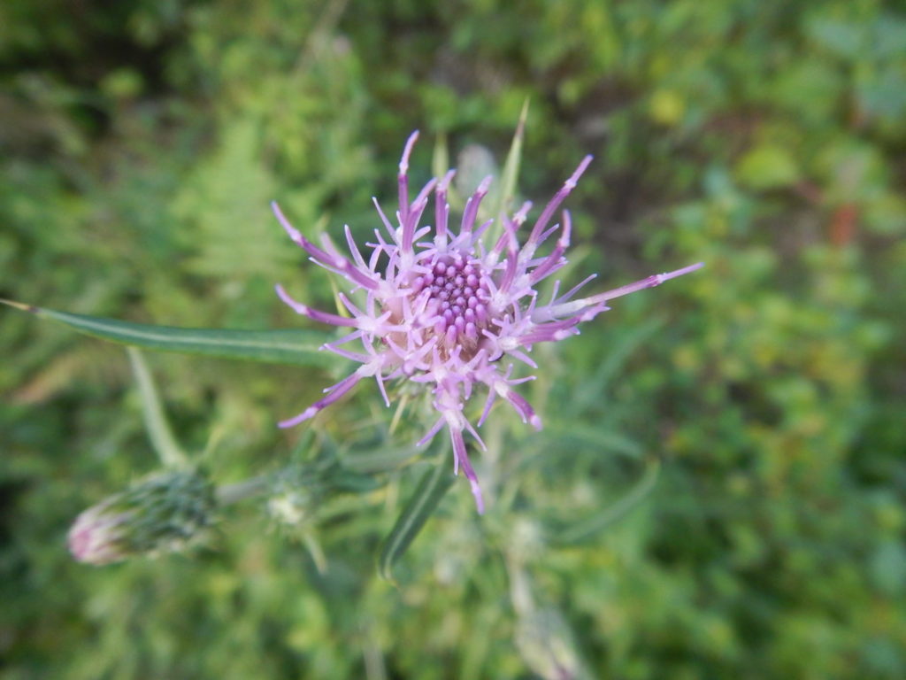 トゲのある植物 アーカイブ 山に出かけてecoライフ