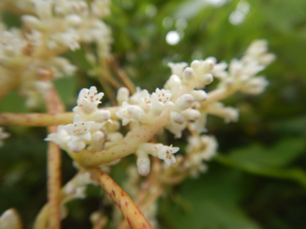 ネナシクサの花