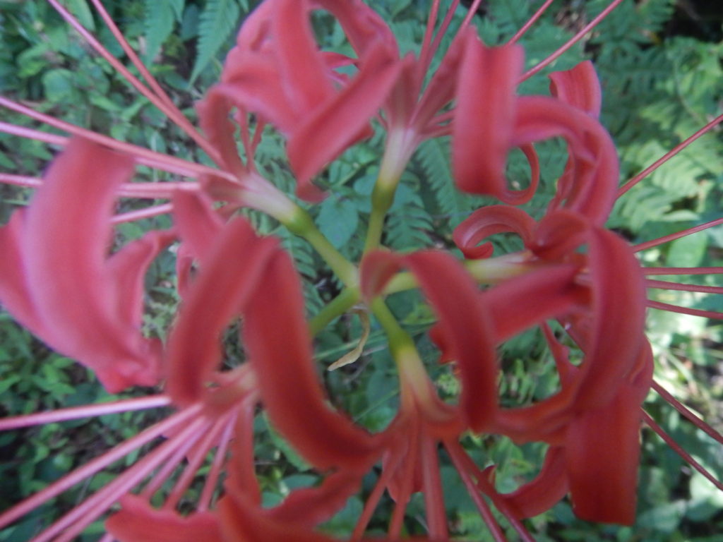 ヒガンバナの花柄