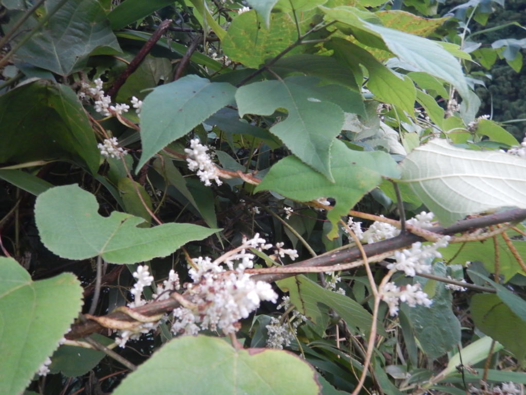 樹に巻き付くネナシカズラ