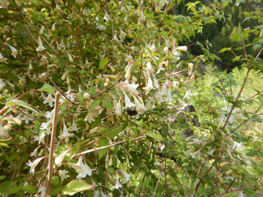 エゴノキに実がついています 山に出かけてecoライフ