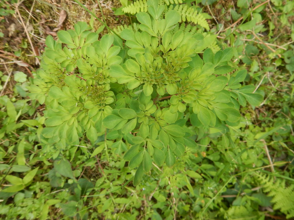 マツカゼソウ(松風草)の葉(日向)