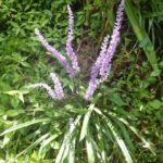 ヤブランの花と葉