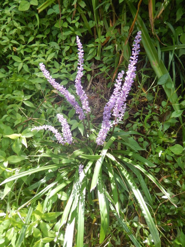 ヤブランの花と葉