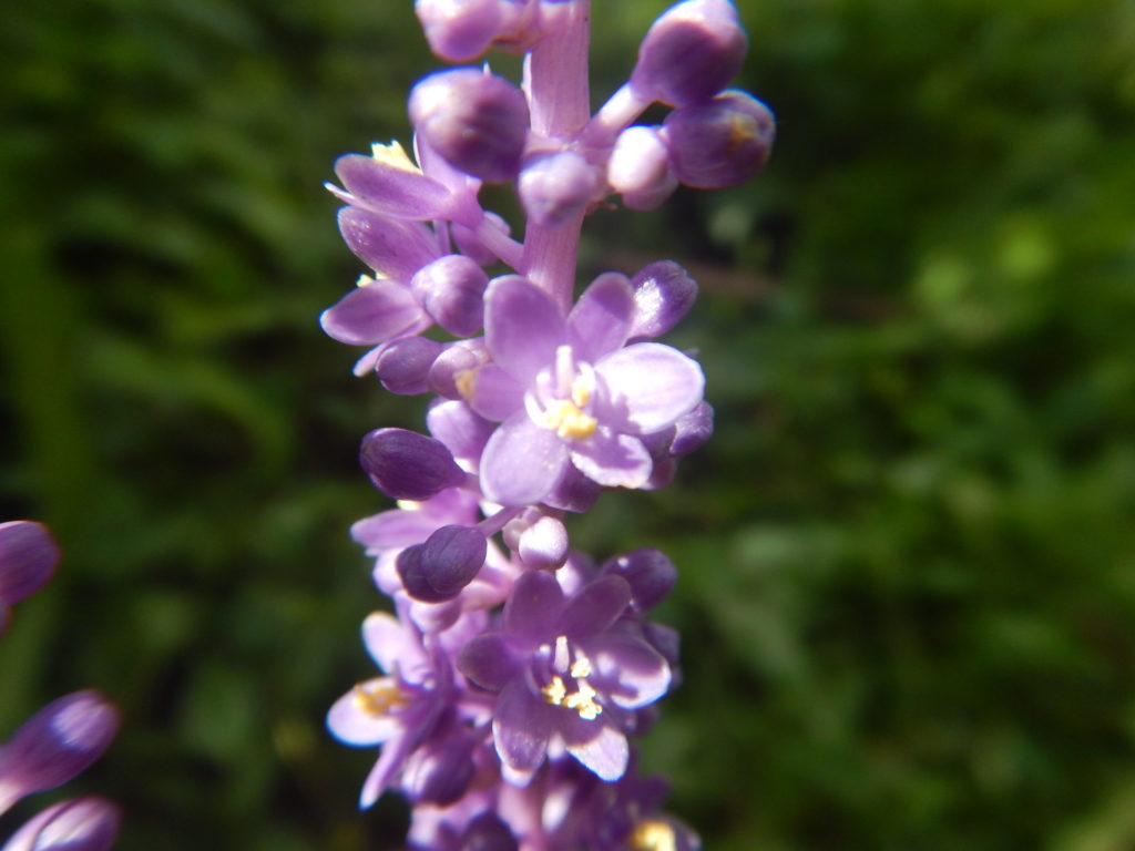 ヤブランの花
