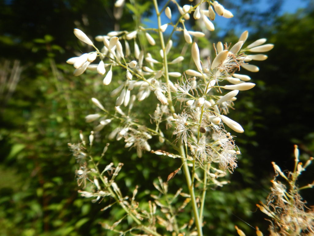 タケニグサの花(7月末)