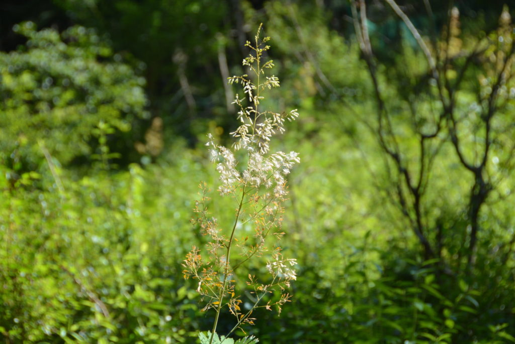 タケニグサの花(7月末)