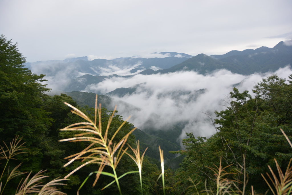 山のススキ