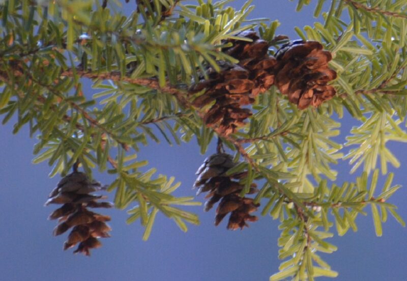 可愛い実 球果 をつけるツガ 栂 コメツガとの違い