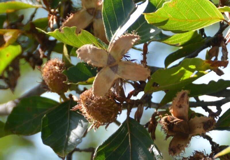 山の動物の貴重な食料、ブナ(橅、山毛欅)の実
