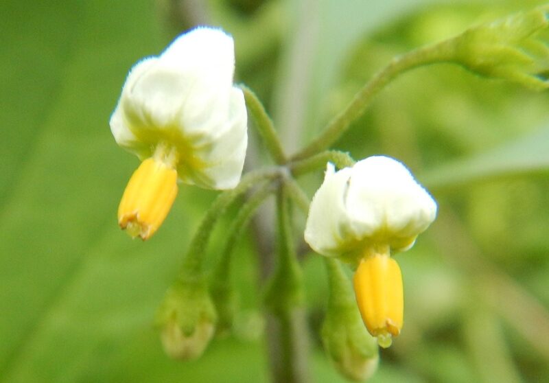 夏から秋に花が咲き 黒い実をつけるイヌホオズキ
