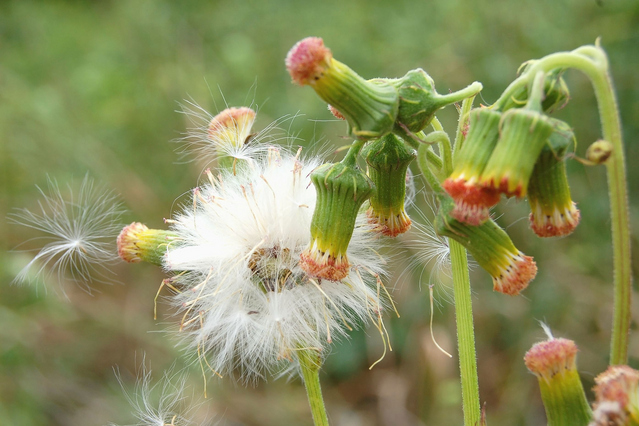 ベニバナボロギクの花と綿毛
