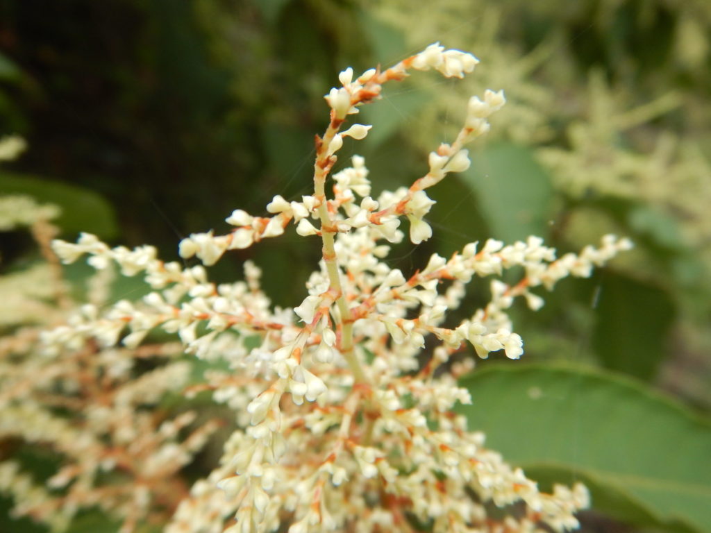 近くで見たイタドリの花
