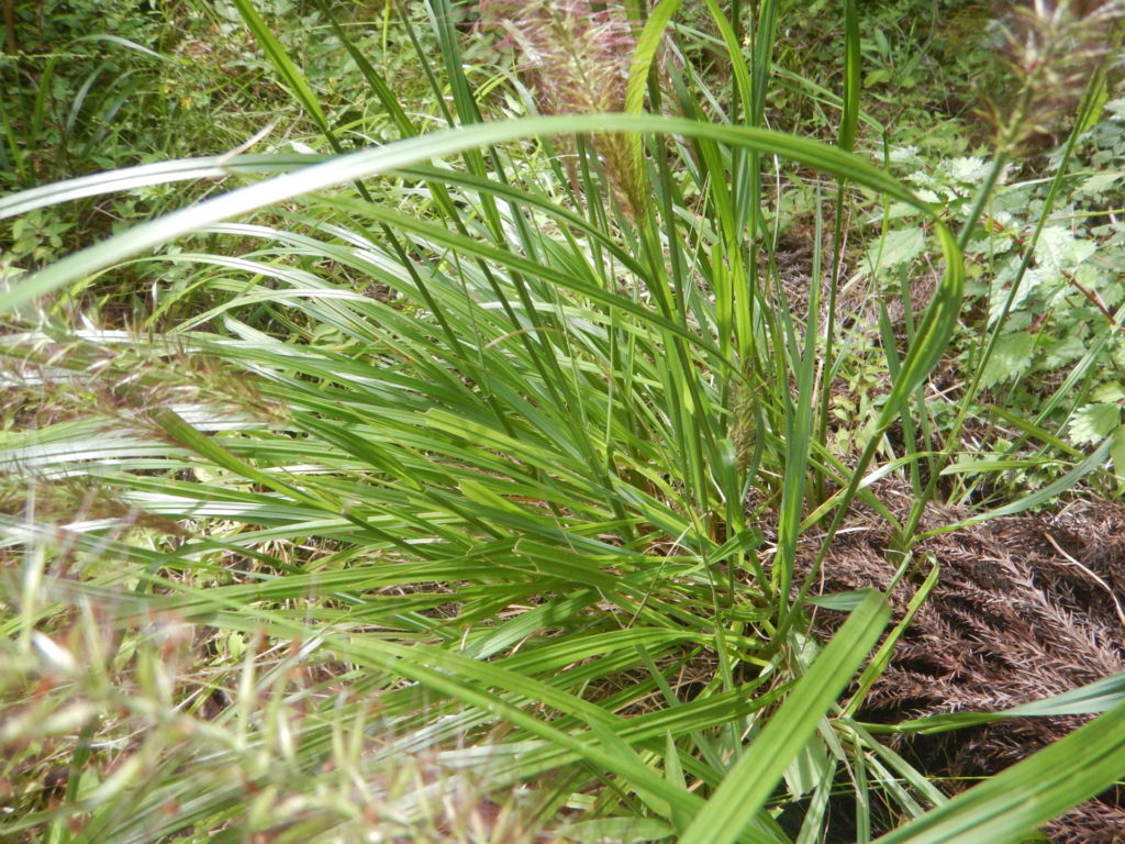 チカラシバの葉