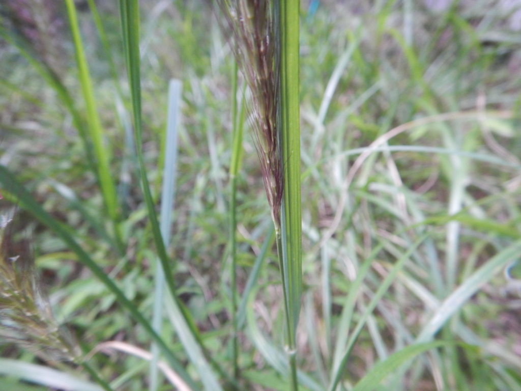 伸び始めの花穂