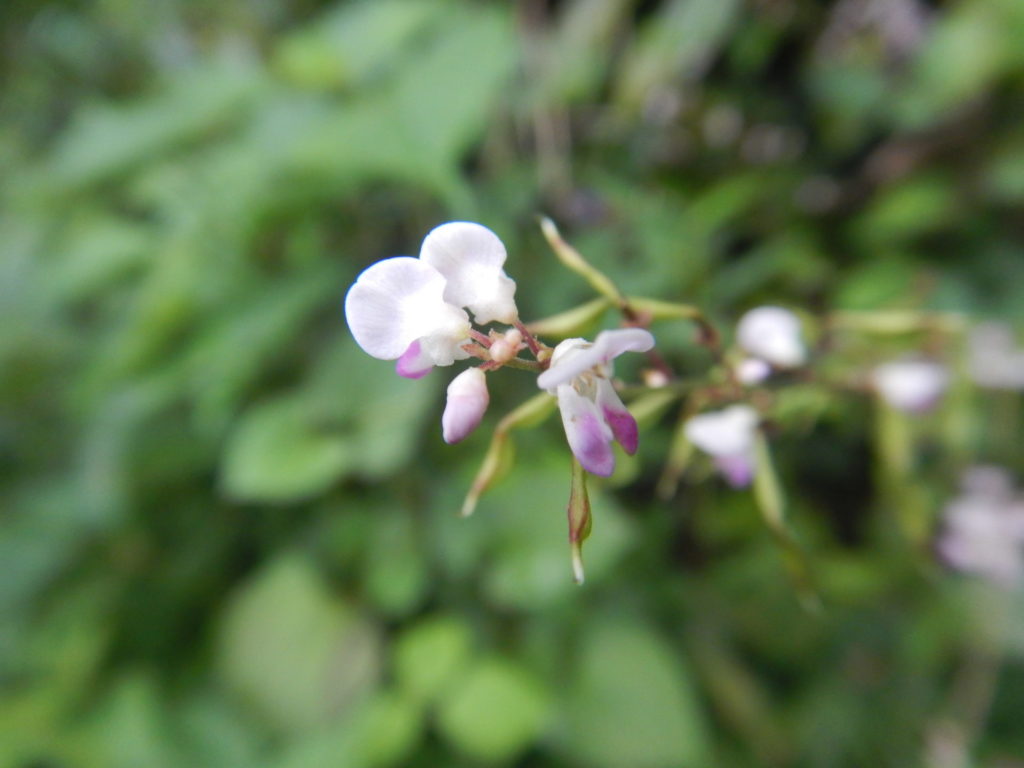 ヌスビトハギの花