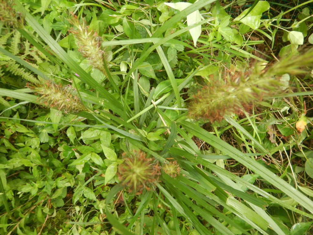 チカラシバの花穂