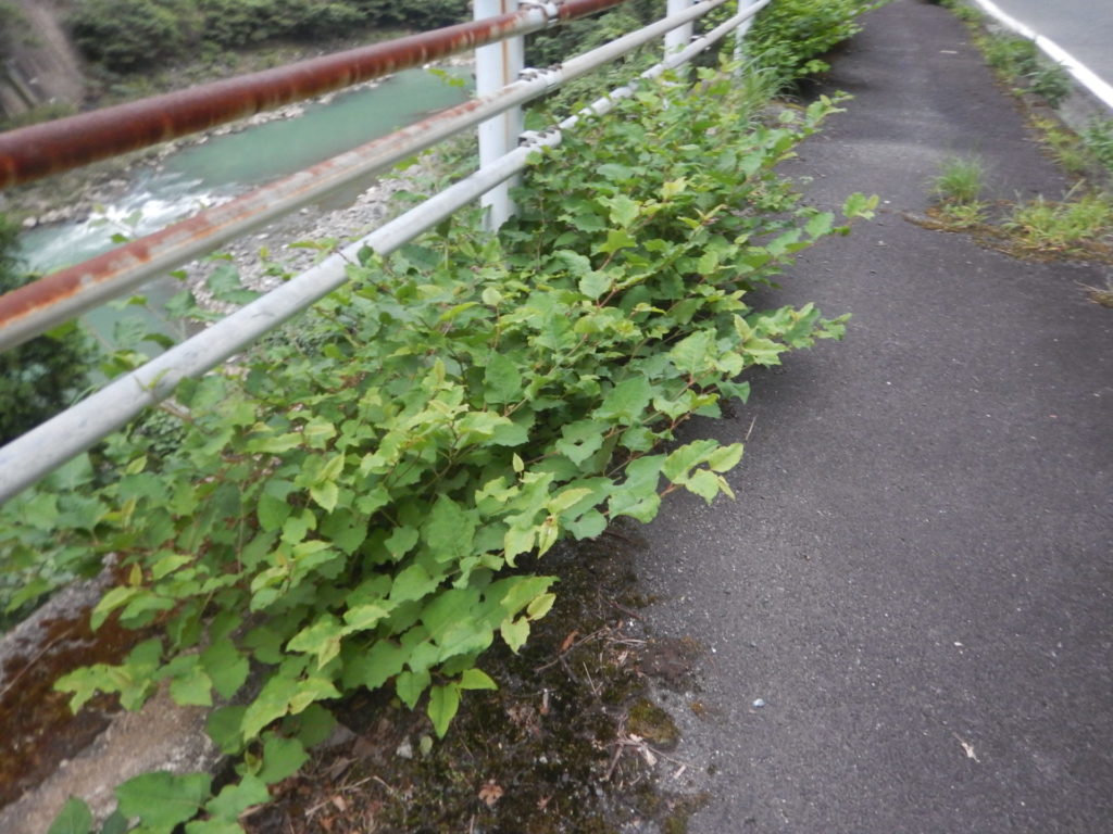 道路沿いのイタドリ