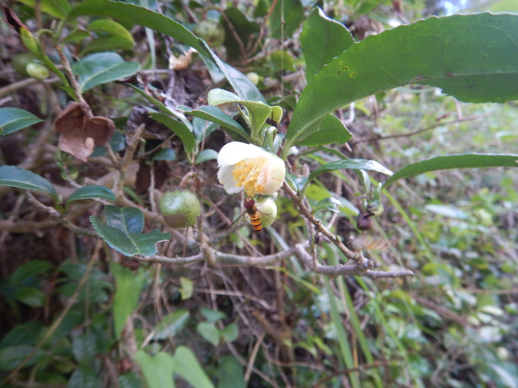 お茶の花とハチ