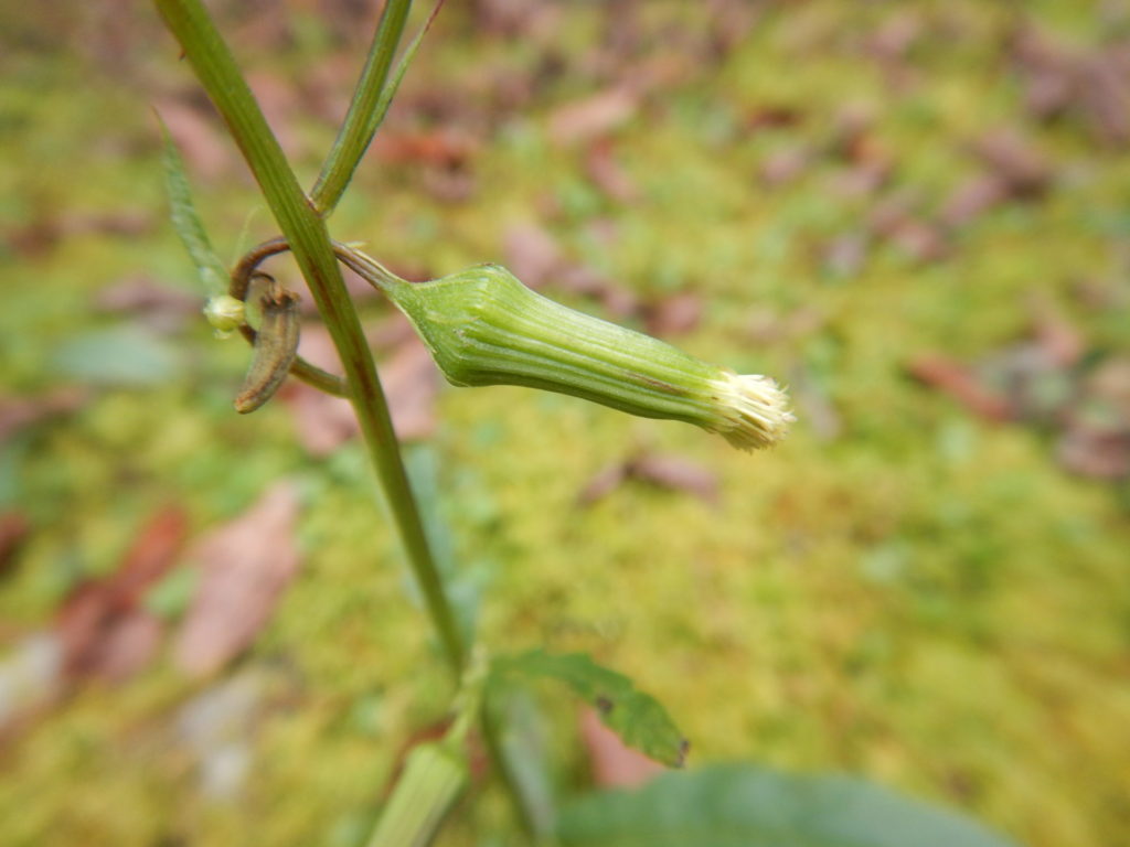 ダントボロギクの花