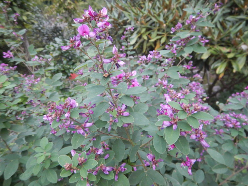 ハギの花と葉