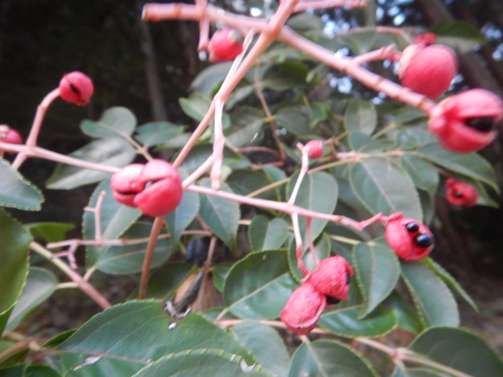 ゴンズイ 権萃 が赤い実をつけています 山に出かけてecoライフ
