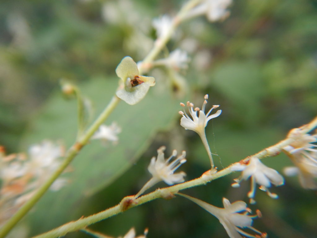 イタドリの花と種